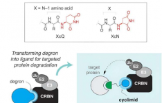 科学家鉴定出可用于靶向蛋白质降解的一类结合分子