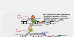 ILF3作为端粒R环读取器保护端粒免受异常同源重组