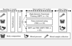 限时饮食和高强度运动或许能共同改善健康