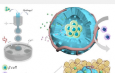 仿生人工胰岛模型控制高血糖的新途径