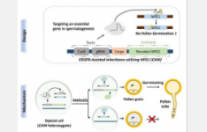 研究人员开发植物基因驱动系统以增强性状遗传