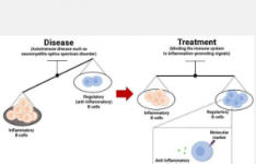 自身免疫性疾病的治疗依赖于免疫细胞类型的平衡