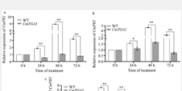 CRISPR/Cas9系统增强抗病性和遗传研究