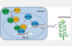 番茄计时员NF YA3b基因在开花时间中的作用被揭示