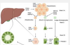 从靶细胞异质性探讨自身免疫性肝病的发病机制