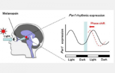 黑视蛋白DNA适体可以通过改变分子钟的相位来调节哺乳动物昼夜节律的输入信号