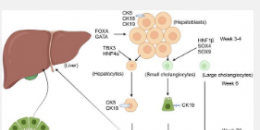 从靶细胞异质性探讨自身免疫性肝病的发病机制