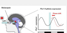 黑视蛋白DNA适体可以通过改变分子钟的相位来调节哺乳动物昼夜节律的输入信号