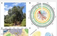 稀有针叶树抵抗气候变化的基因秘密