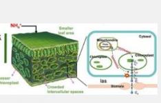 氮与光合作用效率的关系